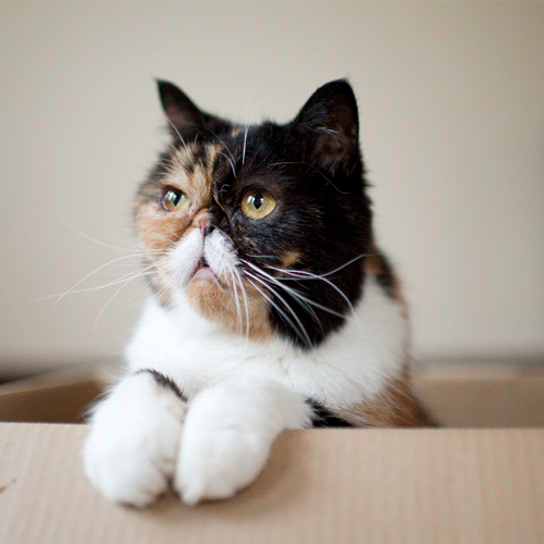 Анимация Кот сидит в коробке и рассказывает, гифка Кот сидит в коробке и рассказывает