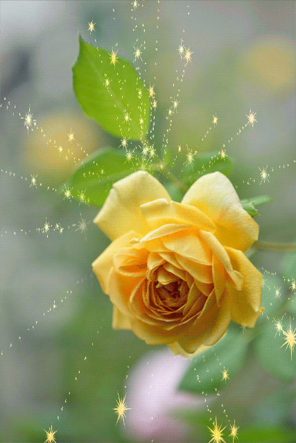 Гиф анимация Желтая роза с листьями