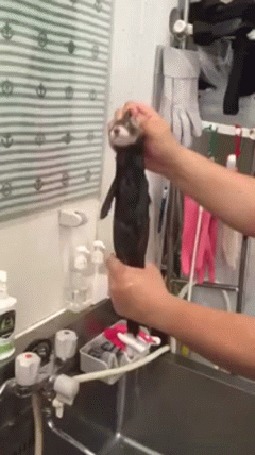 Анимация Хорька сначала вымыли, а потом выжимают