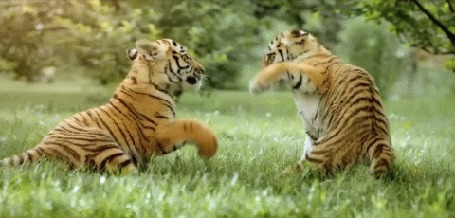 Анимация Тигрята дерутся, а потом обнимаются