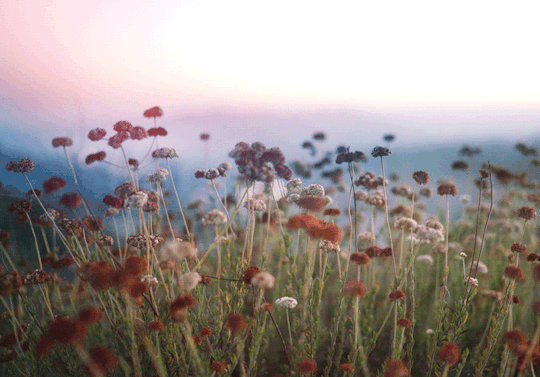 Анимация Полевые цветы колышутся от ветра, гифка