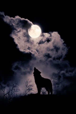 Анимация Волк воет на полную луну, гифка Волк воет на полную луну