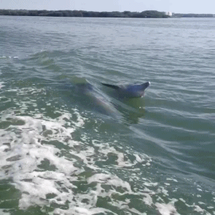Анимация Дельфины плывут по воде моря, гифка Дельфины плывут по воде моря