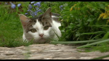 Гиф анимация Кот сидит в засаде на охоте