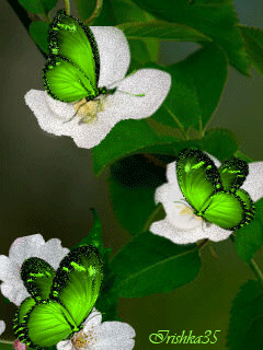 Анимация Изумрудные бабочки сидят на белых цветах, гифка Изумрудные бабочки сидят на белых цветах