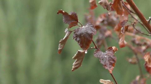 Анимация Ветка с листьями под дождем, гифка Ветка с листьями под дождем