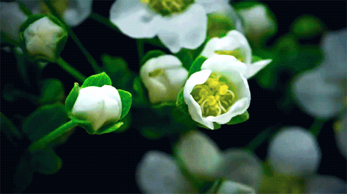Анимация Распускающиеся цветы вишни в макросъемке, гифка