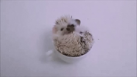 Анимация Маленький ежик в чашке