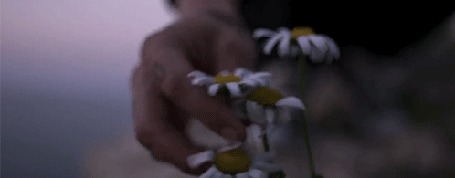 Анимация Парень срывает ромашку
