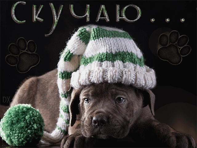 Анимация Щенок Кане-корсо / Cane corso в вязаной шапочке грустит (Скучаю), гифка Щенок Кане-корсо / Cane corso в вязаной шапочке грустит (Скучаю)