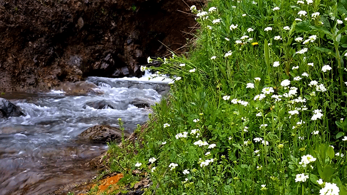 Анимация Горная река, на берегу которой растут белые цветы, гифка
