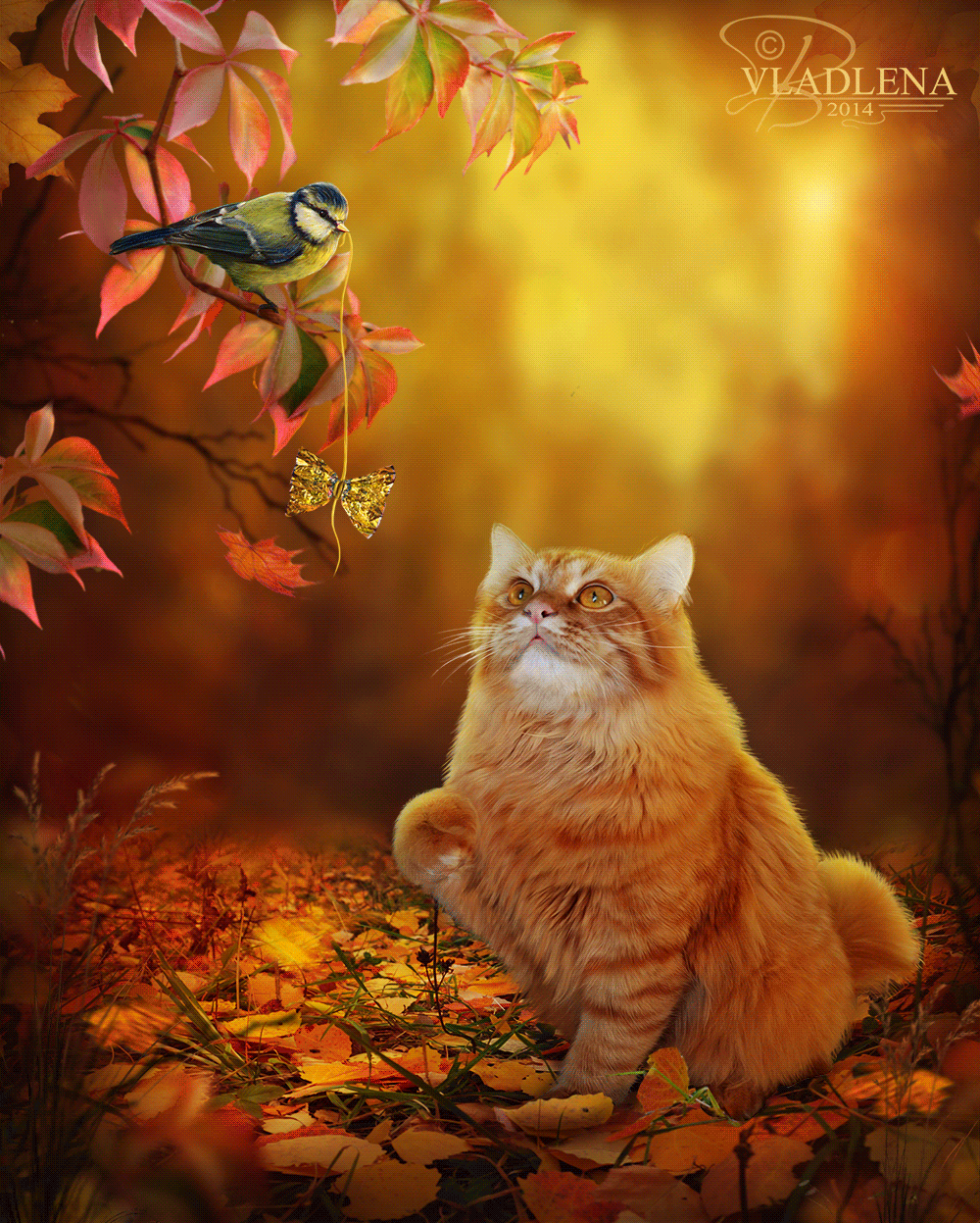 Анимация Синичка дразнит рыжего кота бантиком на нитке, by Vladlena111, гифка Синичка дразнит рыжего кота бантиком на нитке, by Vladlena111