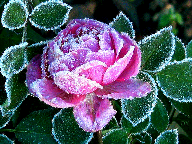 Анимация Замерзшая розовая роза, гифка