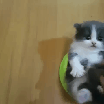 Анимация Мужчина играет с котенком, гифка Мужчина играет с котенком