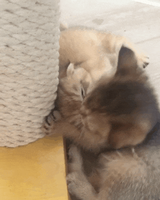Анимация Две кошки играются, гифка Две кошки играются