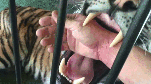 Анимация Тигр с нежностью покусывает человеческую руку, гифка Тигр с нежностью покусывает человеческую руку