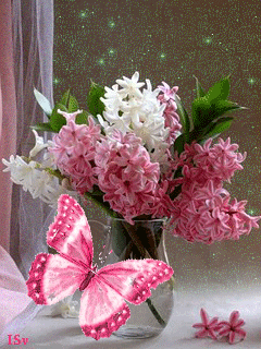 Анимация Букет розовых и белых гиацинтов в стеклянной вазе на фоне розовой бабочки, by ISv, гифка Букет розовых и белых гиацинтов в стеклянной вазе на фоне розовой бабочки, by ISv