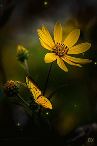 Анимация Бабочка сидит на желтом цветке, машет крыльями, гифка Бабочка сидит на желтом цветке, машет крыльями