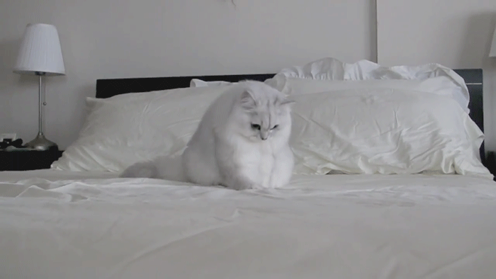 Анимация Белый пушистый котенок играет на постели, гифка Белый пушистый котенок играет на постели