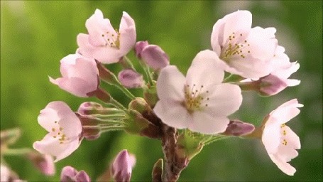 Анимация Розовые весенние цветы вишни