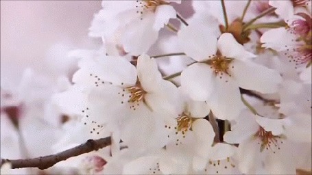 Анимация Весенняя цветущая ветка вишни