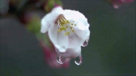 Анимация С весеннего цветка капают капли воды
