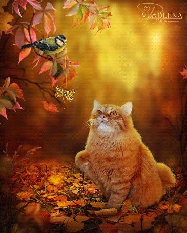 Анимация Синичка дразнит рыжего кота бантиком на нитке, by Vladlena111