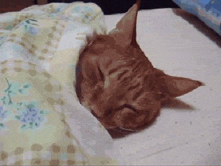 Анимация Рыжий кот спит, накрывшись одеялом