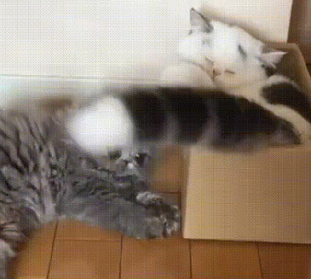 Анимация Кот лежит в коробке и виляет хвостом, с которым играет другой кот, который лежит на полу