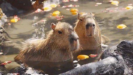 Картинка бобра в воде