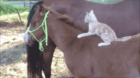 Анимация Кошка кусает за холку лошадь