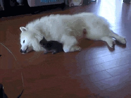 Анимация Маленький черный котенок играет, нападая на большую собаку