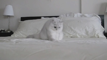 Анимация Белый пушистый котенок играет на постели