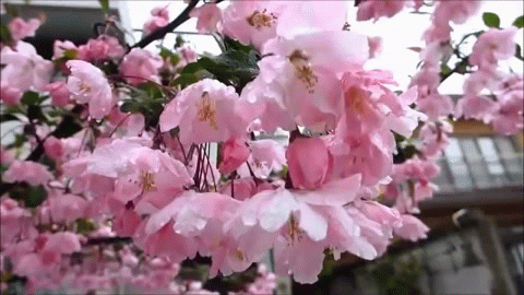 Анимация Весенние цветы на ветке дерева, гифка