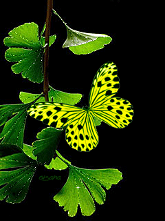 Анимация Ветка дерева с бабочкой на литьях, гифка Ветка дерева с бабочкой на литьях