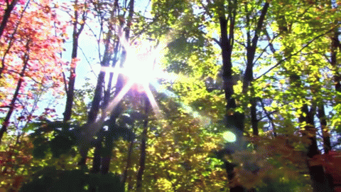 Анимация Солнце освещает лес, гифка Солнце освещает лес