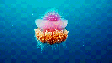 Анимация Большая медуза плавает в море, гифка Большая медуза плавает в море