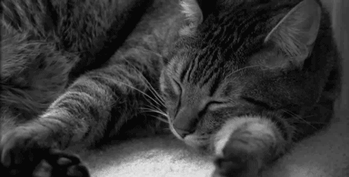 Анимация Полосатый кот дергает во сне ушами, гифка Полосатый кот дергает во сне ушами