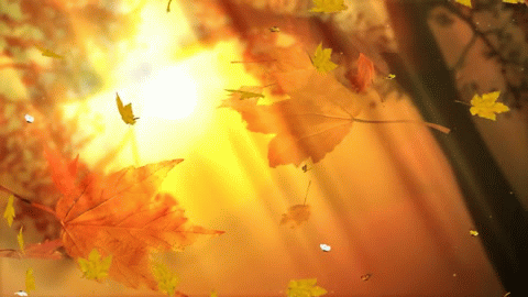 Гиф анимация Медленно падающие осенние листья