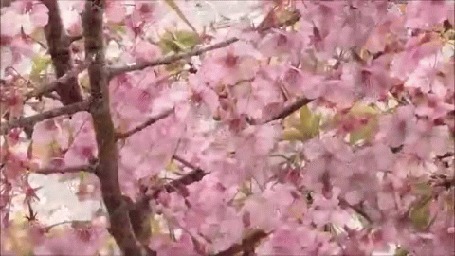 Анимация Цветущее весеннее дерево