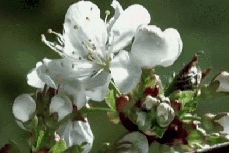 Анимация Распускающийся цветок вишни