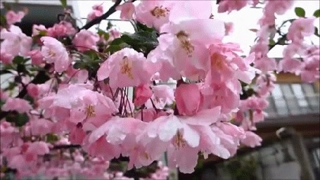 Анимация Весенние цветы на ветке дерева