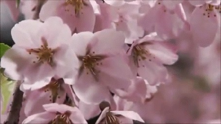 Анимация Весеннее цветение дерева