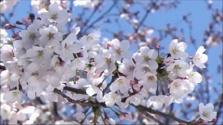Анимация Весенняя цветущая ветка