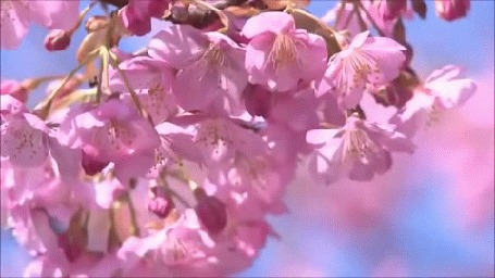 Анимация Весенние цветы на ветке дерева