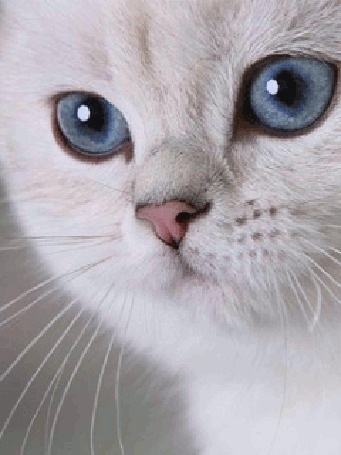 Анимация Белая кошка с голубыми глазами