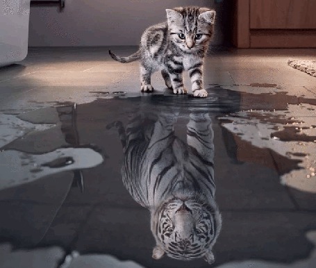 Анимация Котенок видит себя тигром в луже воды