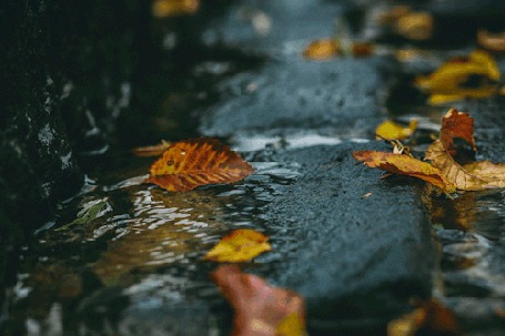 Анимация Осенние листья на асфальте с водой