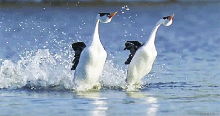 Анимация Podicipedidae / Поганки бегут по воде, оставляя каскад брызг за собой