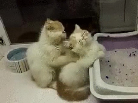 Анимация Котенок делает массаж другому котенку